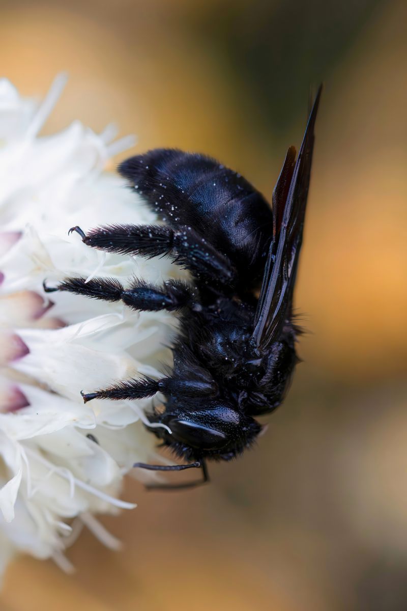 Apidae - Xylocopa violacea
